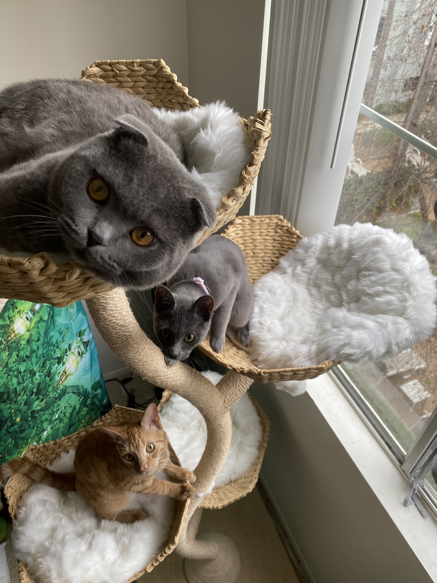 The Cat Sitters OC - Premium Cat Care Services
